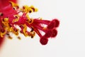 Macro red pistil and yellow flower stamens hibiscus family Malvaceaeon white background. Royalty Free Stock Photo