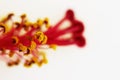 Macro red pistil and yellow flower stamens hibiscus family Malvaceaeon white background. Royalty Free Stock Photo