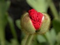 Macro Red Poppy Bud Opening Royalty Free Stock Photo