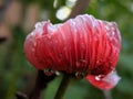 Macro Red Poppy Bud With Water Droplets Royalty Free Stock Photo