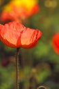 Red poppy in the feild Royalty Free Stock Photo