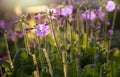 Macro of red Primula vulgaris flower Royalty Free Stock Photo