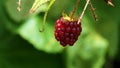 Macro red raspberry plant. Ripe fruits on a wild red Raspberry. Close up view of a ripe red raspberry fruit in a garden. Royalty Free Stock Photo