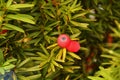 Macro of red ripened berry fruits of european yew