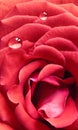 Makro z červená růže kapky rosy 