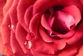 Macro of Red Rose with Dewdrops Royalty Free Stock Photo