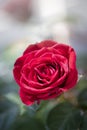 Macro of red rose flower blossom Royalty Free Stock Photo