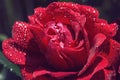 Macro of red rose with pearly dew drops