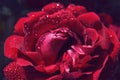 Macro of red rose with pearly raindrops Royalty Free Stock Photo