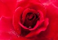 Macro of a red rose with rain drops Royalty Free Stock Photo