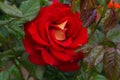 Macro of red rose with raindrops after the storm Royalty Free Stock Photo