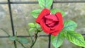 Macro of Red Rose on Right Side with Extensive Left Copy Space and Wiremesh Background Royalty Free Stock Photo
