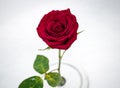 Macro Red Rose In Snow from Above Royalty Free Stock Photo