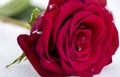 Macro Red Rose In Snow with Snowflakes Royalty Free Stock Photo