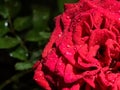 Macro of a Red Rose with Water Droplets Royalty Free Stock Photo