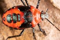 Macro of a red shield bug on a tree trunk Royalty Free Stock Photo