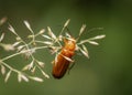 Macro of a red soft-boiled (Rhagonycha fulva) perched atop a tall and sharply pointed plant stem