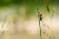 Macro of a red soldier beetle, Rhagonycha fulva, on a reed stem Royalty Free Stock Photo