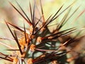 Macro of the Red Spiked Prickly Pear Cactus Royalty Free Stock Photo