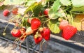 Macro red Strawberry hanging farm full of ripe strawberries i Royalty Free Stock Photo