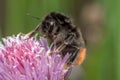 Macro of a red-tailed black bumblebee on chive flower. Royalty Free Stock Photo