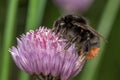 Macro of a red-tailed black bumblebee on chive flower. Royalty Free Stock Photo