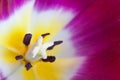 Macro of red Tulip flower. Royalty Free Stock Photo