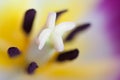 Macro of red Tulip flower. Royalty Free Stock Photo