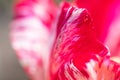 Macro red tulip flower petals with streaks with water drops on it. Abstract Royalty Free Stock Photo