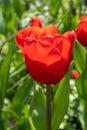 Macro Red Tulip Flower, Spring Tulipa Flowers, Scarlet Flowerbed, Color Tulip Petals and Buds Royalty Free Stock Photo