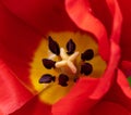 Macro Red Tulip Flower, Spring Tulipa Flowers, Scarlet Flowerbed, Color Tulip Petals and Buds Royalty Free Stock Photo