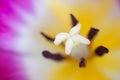 Macro of red Tulip flower. Royalty Free Stock Photo