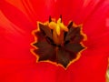 Macro of a red tulip Tulipa with yellow pistil and dark stamens Royalty Free Stock Photo