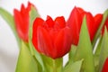 Red tulips macro on white background Royalty Free Stock Photo