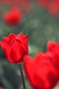 Red tulips in the feild Royalty Free Stock Photo