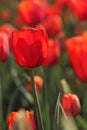Macro of red tulips in the feild Royalty Free Stock Photo
