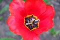 Macro red tulips petal pistil stamens in the park. Spring landscape Royalty Free Stock Photo