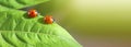 Macro red two Ladybug on leaf. Nature horizontal background Royalty Free Stock Photo