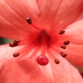 Macro of a red vireya rhododendron flower center Royalty Free Stock Photo