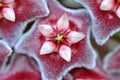 Macro red wax plant flower