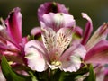 Peruvian lily flower Royalty Free Stock Photo