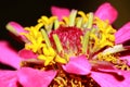 Macro red zinnia flowers in the garden