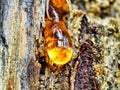 Macro of resin on a tree trunk. Gum on a bar wound to stop the lymph from escaping. A beautiful amber drop on the bark Royalty Free Stock Photo