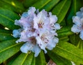 Macro Rhododendron Close-up