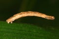Macro of Riband Wave Moth Larva Royalty Free Stock Photo