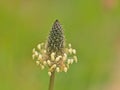 Macro of a ribwort plantain flower