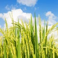 Macro rice field on sky background