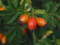 Red ripe rosehips hanging on a tree