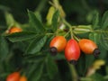 Red ripe rosehips hanging on a tree