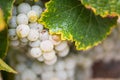 Macro of Ripe Wine Grapes on the Vine Ready for Harvest Royalty Free Stock Photo